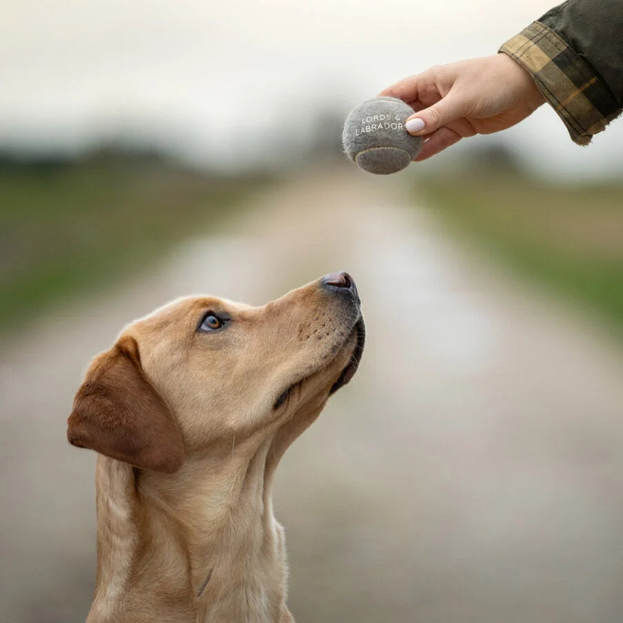 Dog Toys