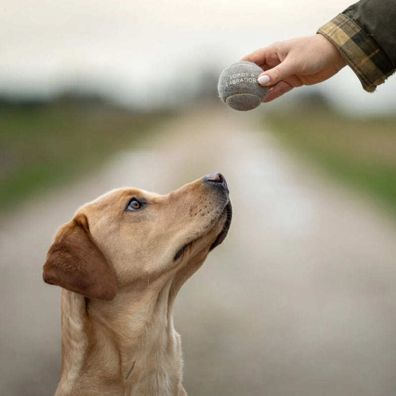 Dog Toys