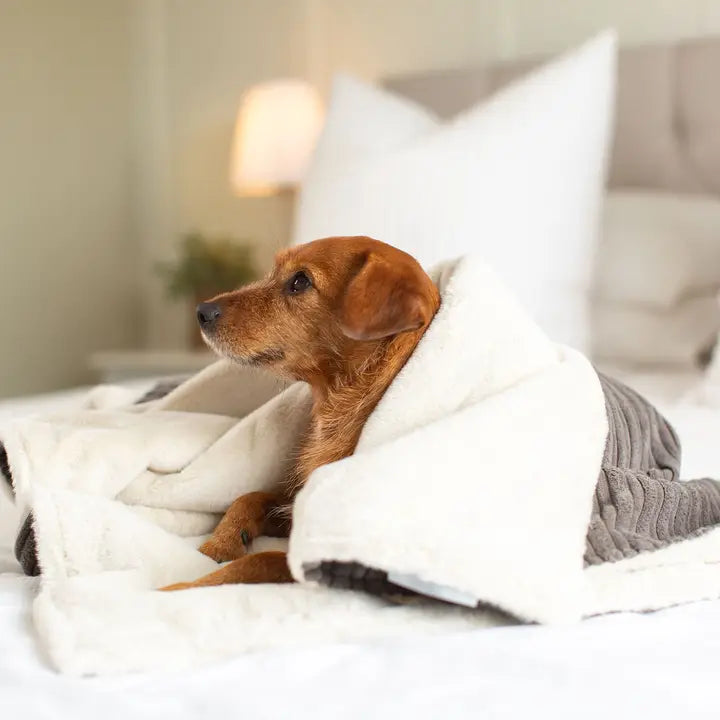 Lords & Labradors - Dog & Puppy Blanket in Dark Grey Essentials Plush