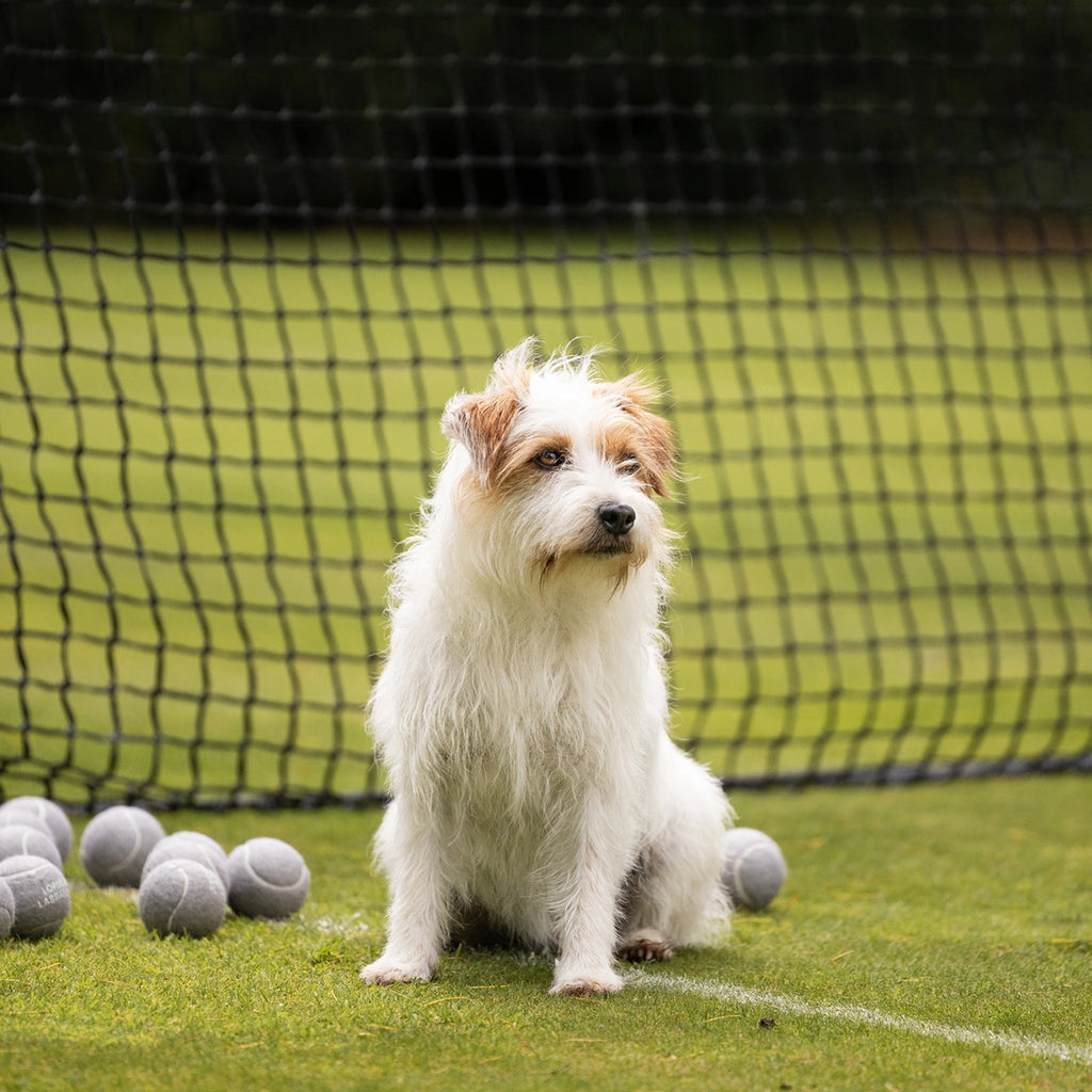 Lords and Labradors Super Bounce Tennis Balls 3 Pack
