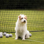 Lords and Labradors Super Bounce Tennis Balls 3 Pack