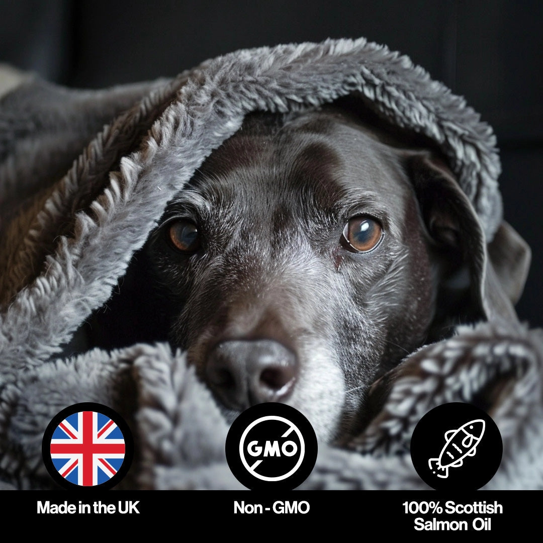 Infusions Itch & Allergy Salmon Oil For Pets