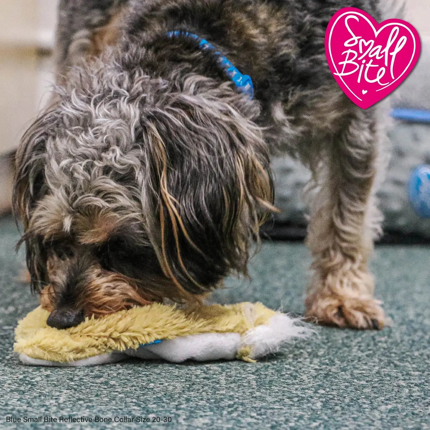 Ancol Small Mini Fox