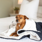 Lords and Labradors - Dog & Puppy Blanket in Navy Essentials Plush