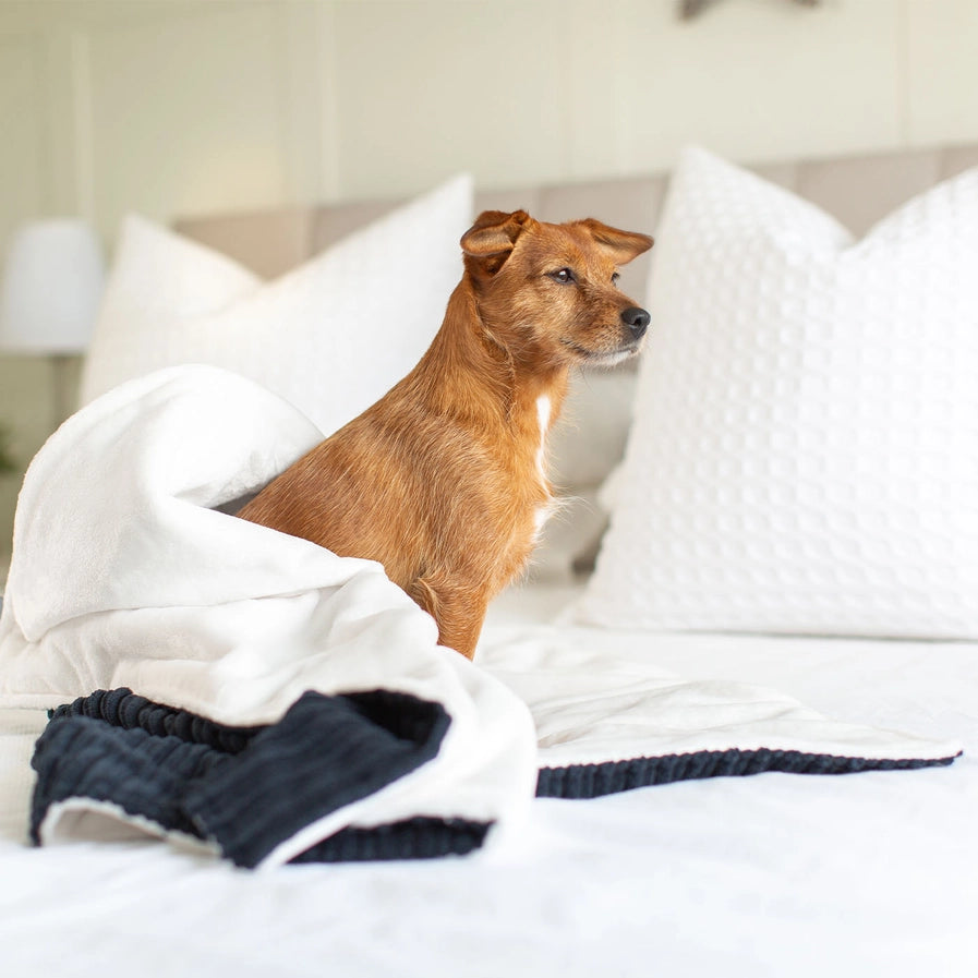 Lords and Labradors - Dog & Puppy Blanket in Navy Essentials Plush