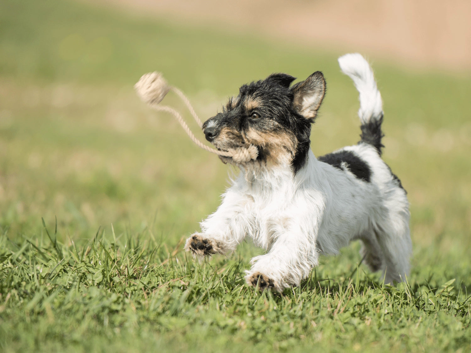 Goodchaps Pup's First Fetch & Tug