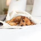 Lords & Labradors - Dog & Puppy Blanket in Dark Grey Essentials Plush