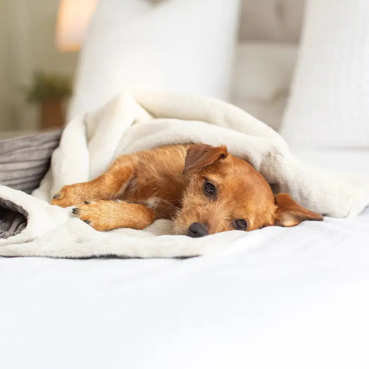 Lords & Labradors - Dog & Puppy Blanket in Dark Grey Essentials Plush