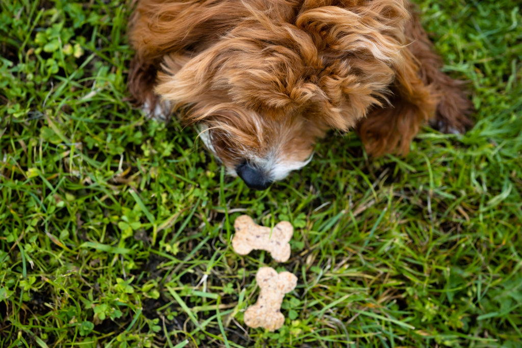 BrewBix Peanut Butter Dog Biscuit 100g