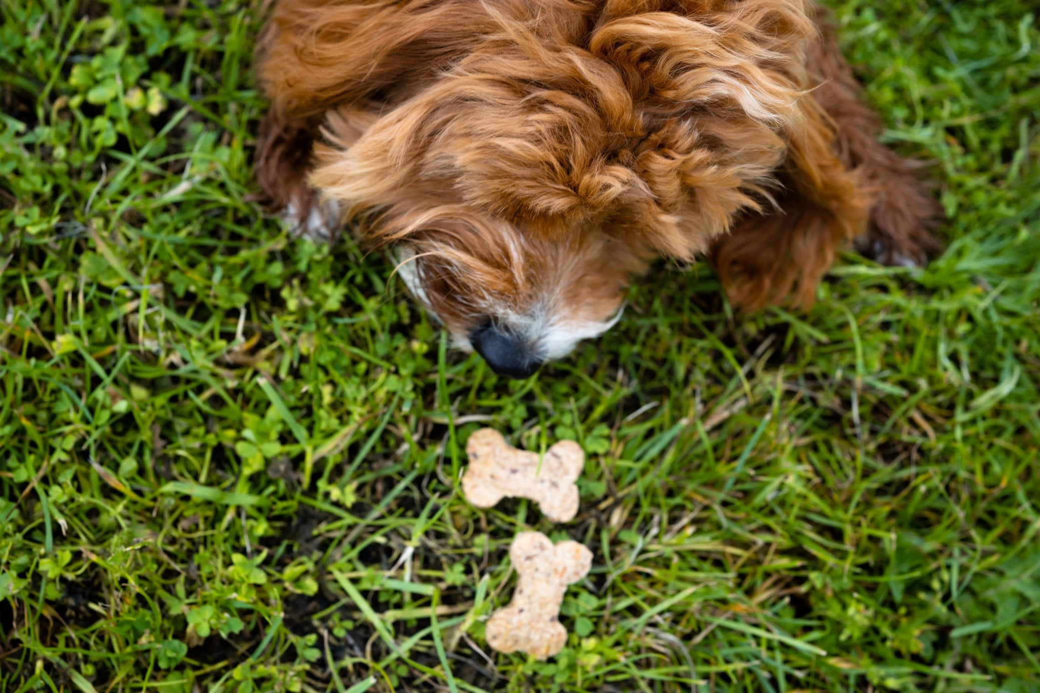 BrewBix Peanut Butter Dog Biscuit 100g
