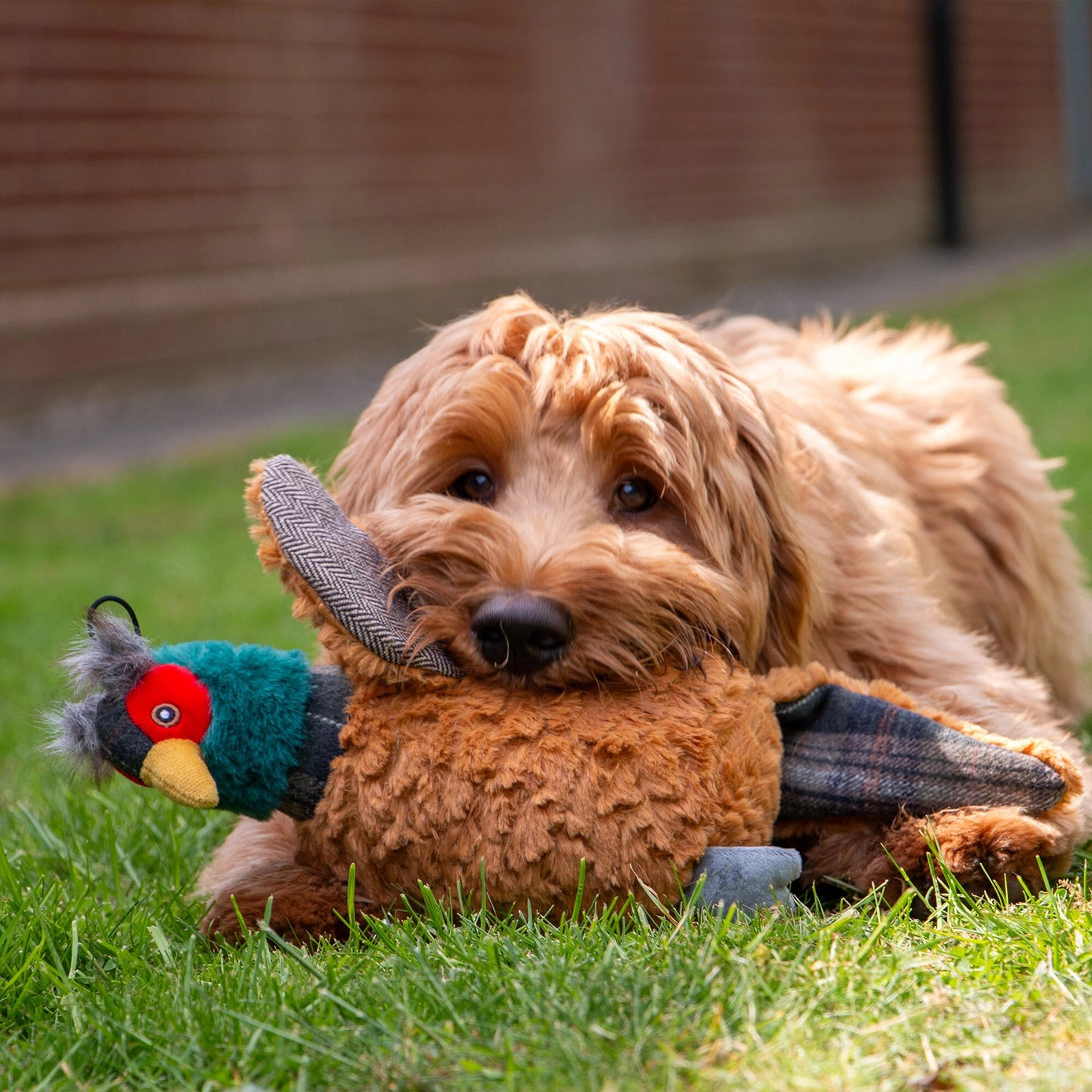 Ancol Heritage Collection Phoebe the Pheasant with Squeak and Crinkle