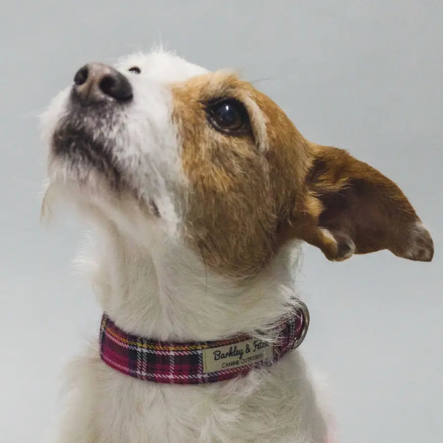 Barkley and Fetch Bright Pink Tartan Dog Collar