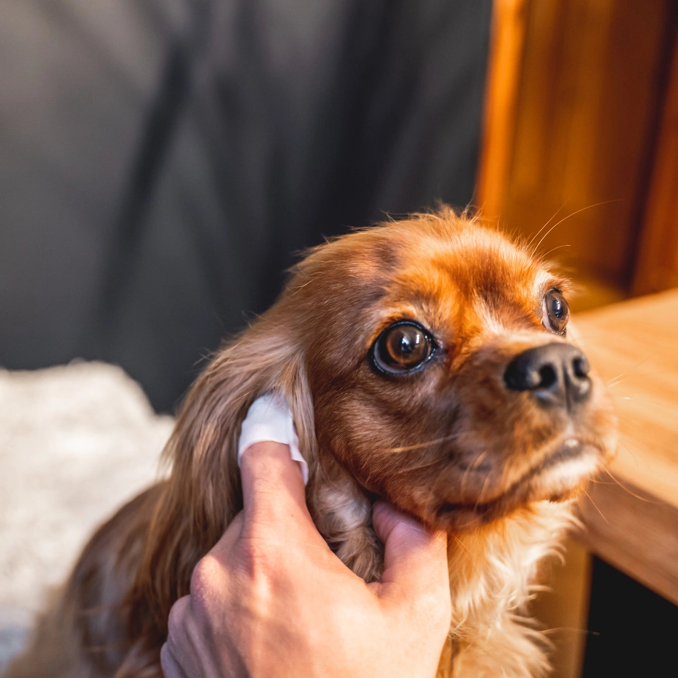 Our Dogs Life Dog Ear Wipes