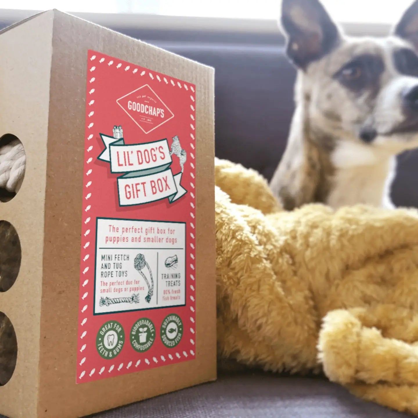 Goodchaps Lil' Dog's Gift Box