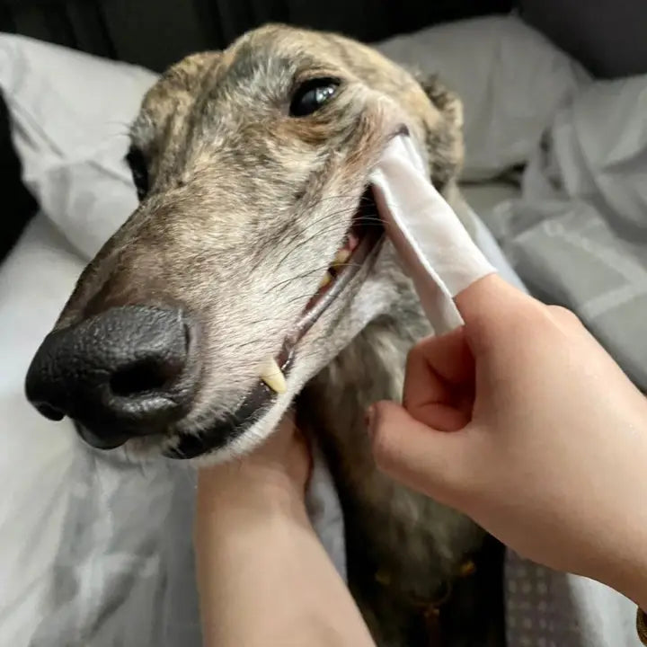Our Dogs Life - Dog Teeth Cleaning Wipes