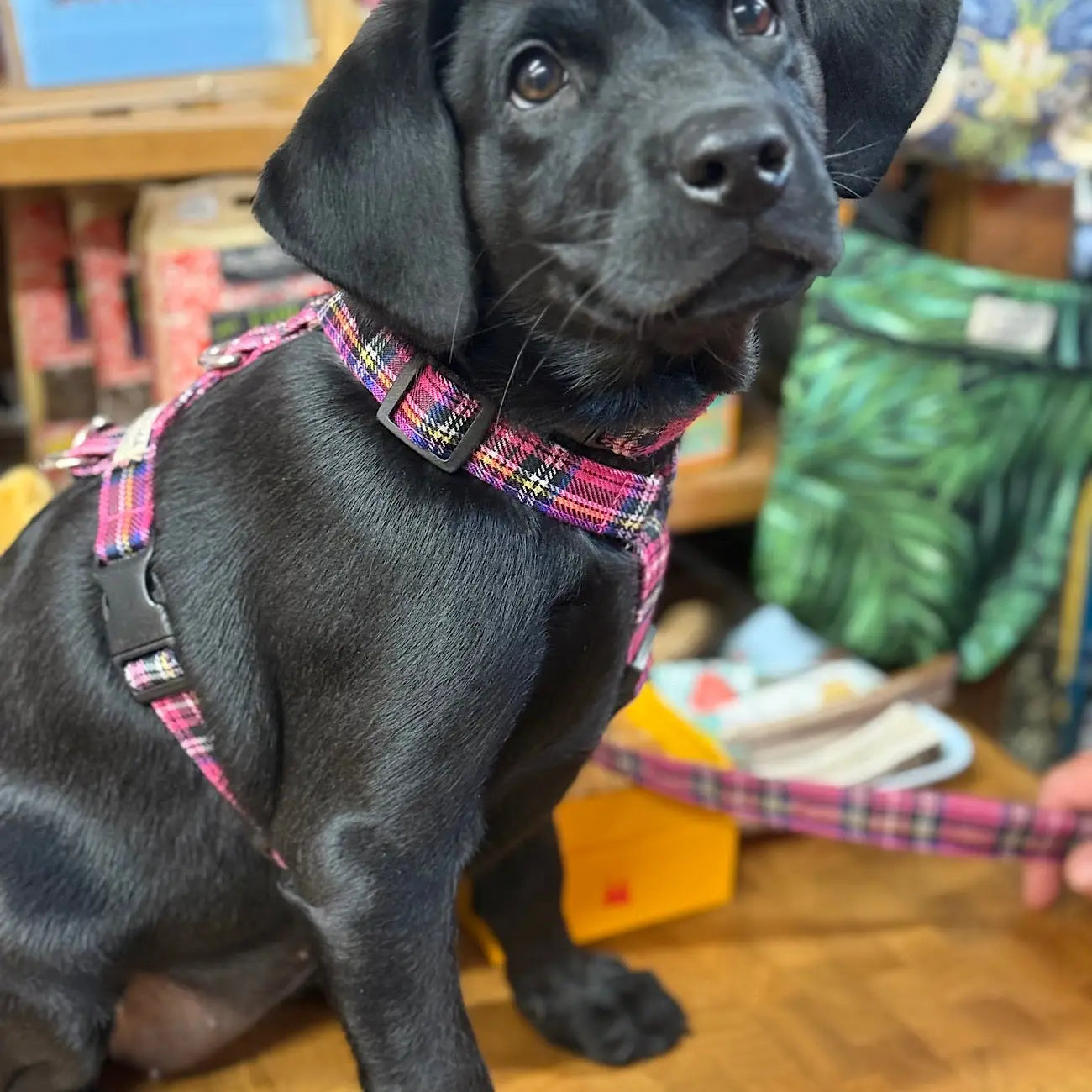 Barkley and Fetch Bright Pink Tartan Dog Lead