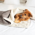Lords & Labradors - Dog & Puppy Blanket in Dark Grey Essentials Plush