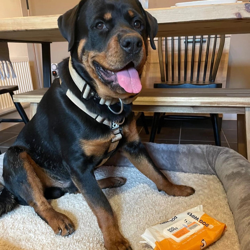 Our Dogs Life - Scented Dog Wipes