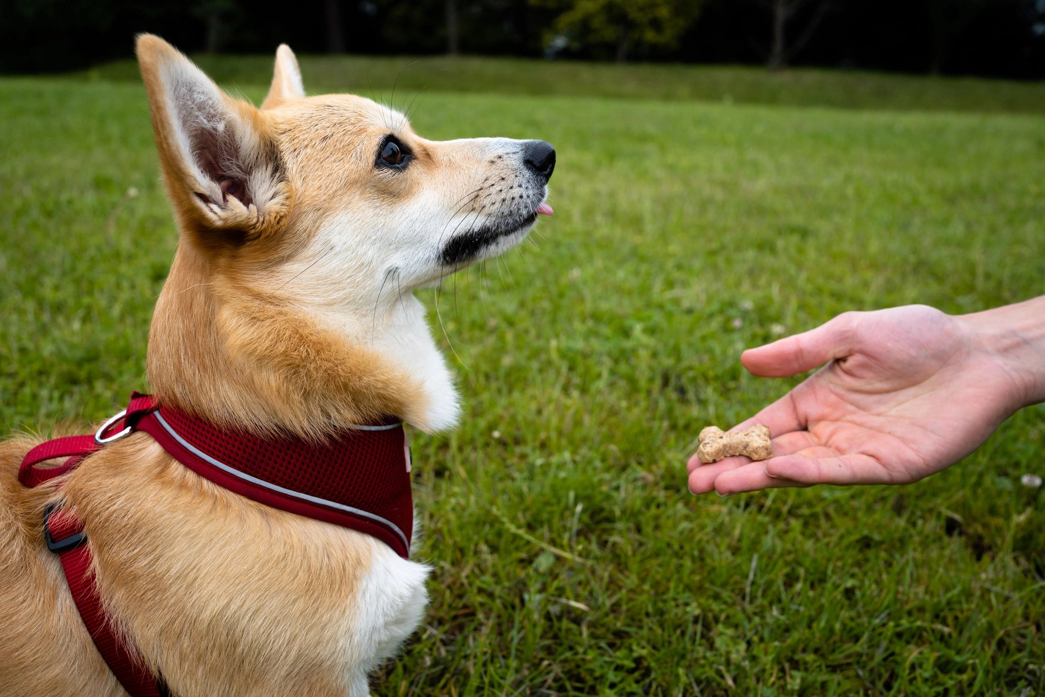 BrewBix Peanut Butter Dog Biscuit 100g