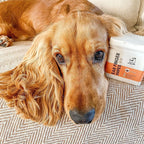 Our Dogs Life Dog Ear Wipes