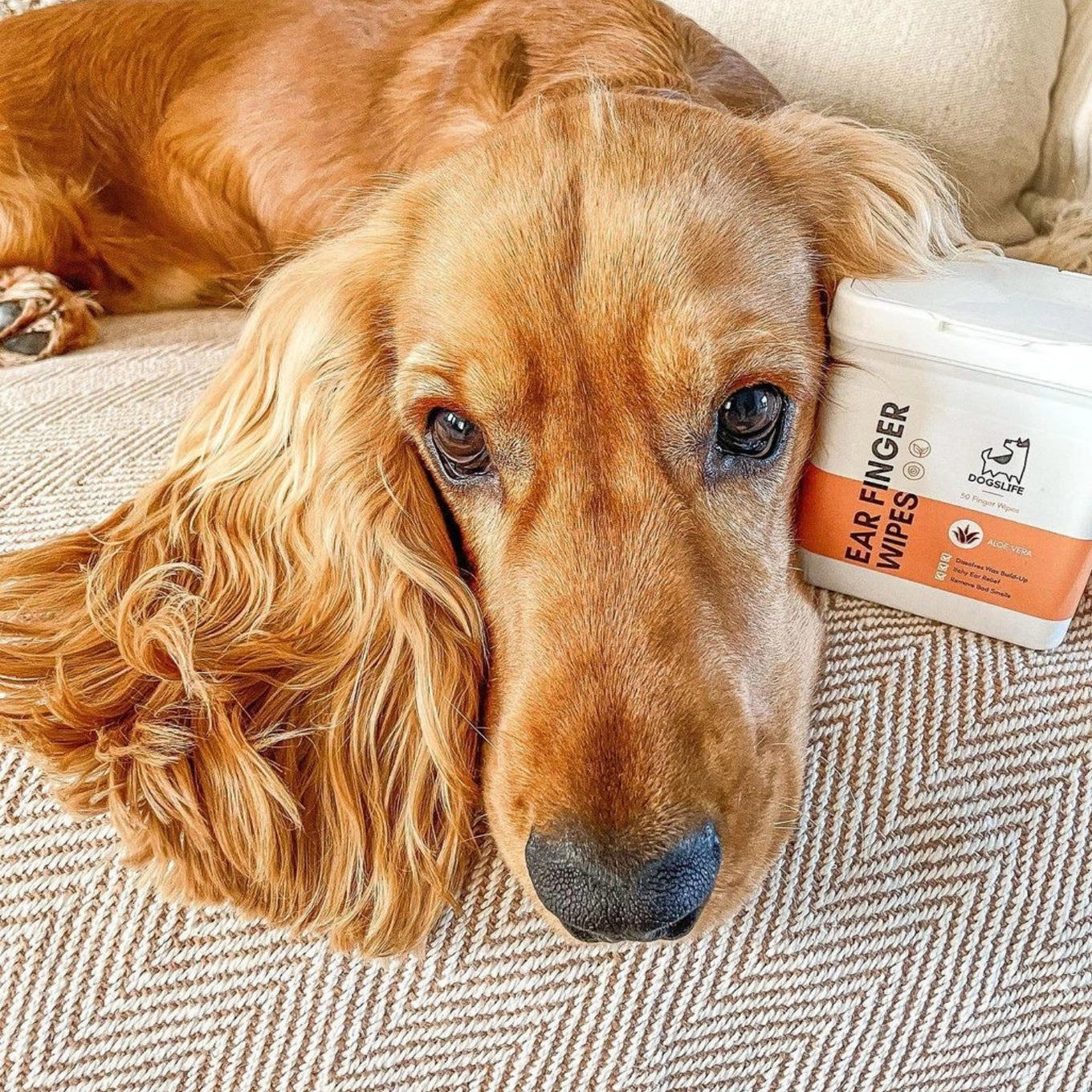 Our Dogs Life Dog Ear Wipes