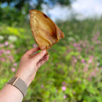 Pigs Ears - 5 pack