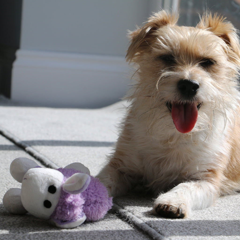 Small Bite Plush Lamb