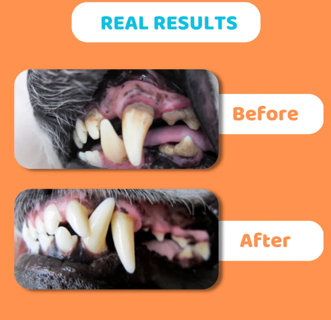 Our Dogs Life Dog Toothbrushes and Toothpaste