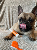 Our Dogs Life Dog Toothbrushes and Toothpaste