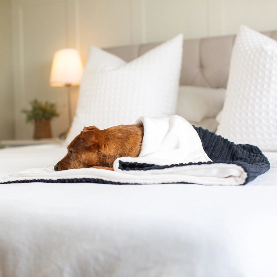 Lords and Labradors - Dog & Puppy Blanket in Navy Essentials Plush