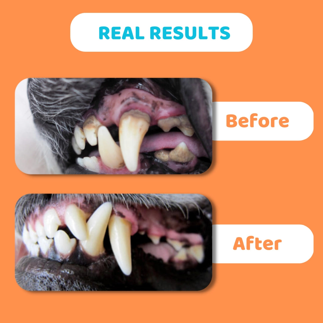 Our Dogs Life - Toothpaste For Dogs - 90g
