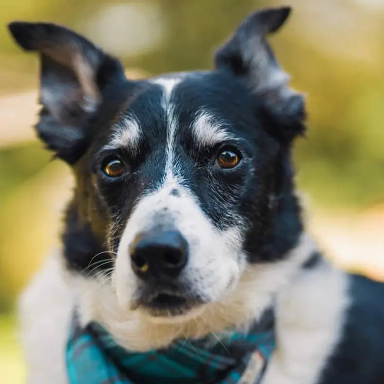 Barkley and Fetch Turquoise and Grey Tartan Dog Collar