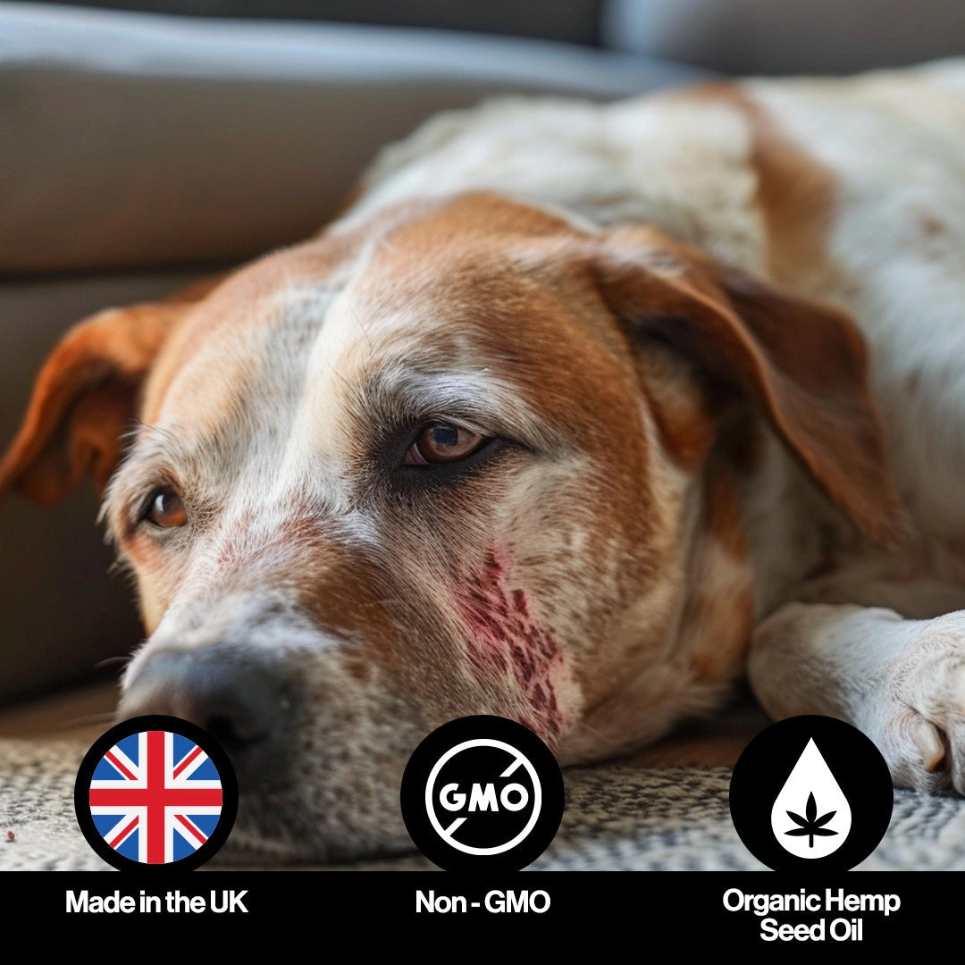 Infusions Itch & Allergy Hemp Oil For Pets