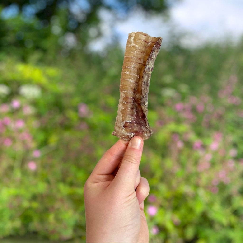 Beef Trachea 12cm - Single piece