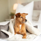 Lords & Labradors - Dog & Puppy Blanket in Dark Grey Essentials Plush