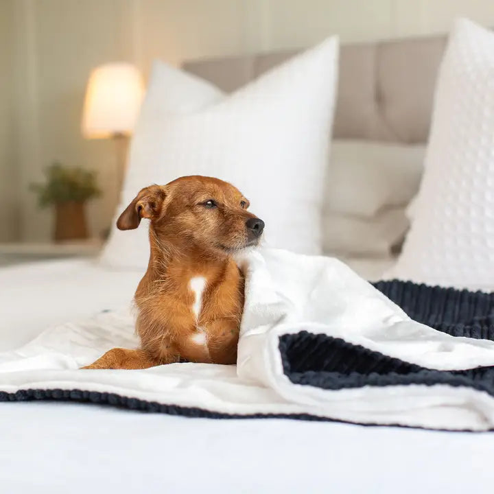 Lords and Labradors - Dog & Puppy Blanket in Navy Essentials Plush