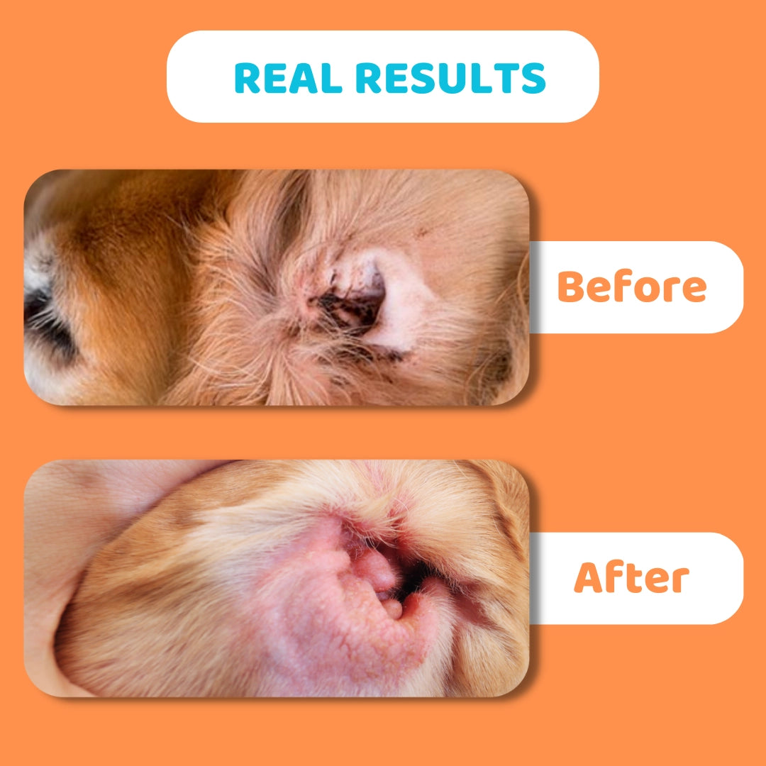 Our Dogs Life Anti-Fungal Ear Cleaner