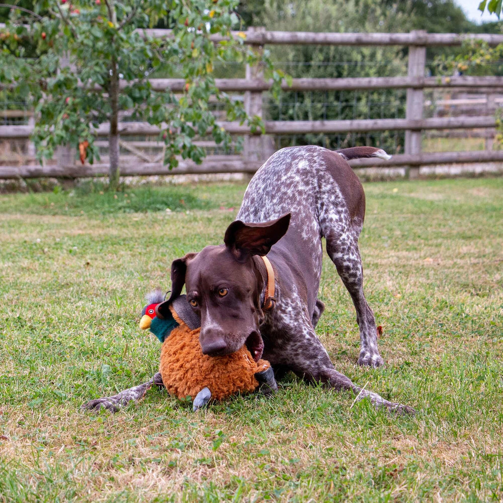 Ancol Heritage Collection Phoebe the Pheasant with Squeak and Crinkle