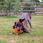Ancol Heritage Collection Phoebe the Pheasant with Squeak and Crinkle