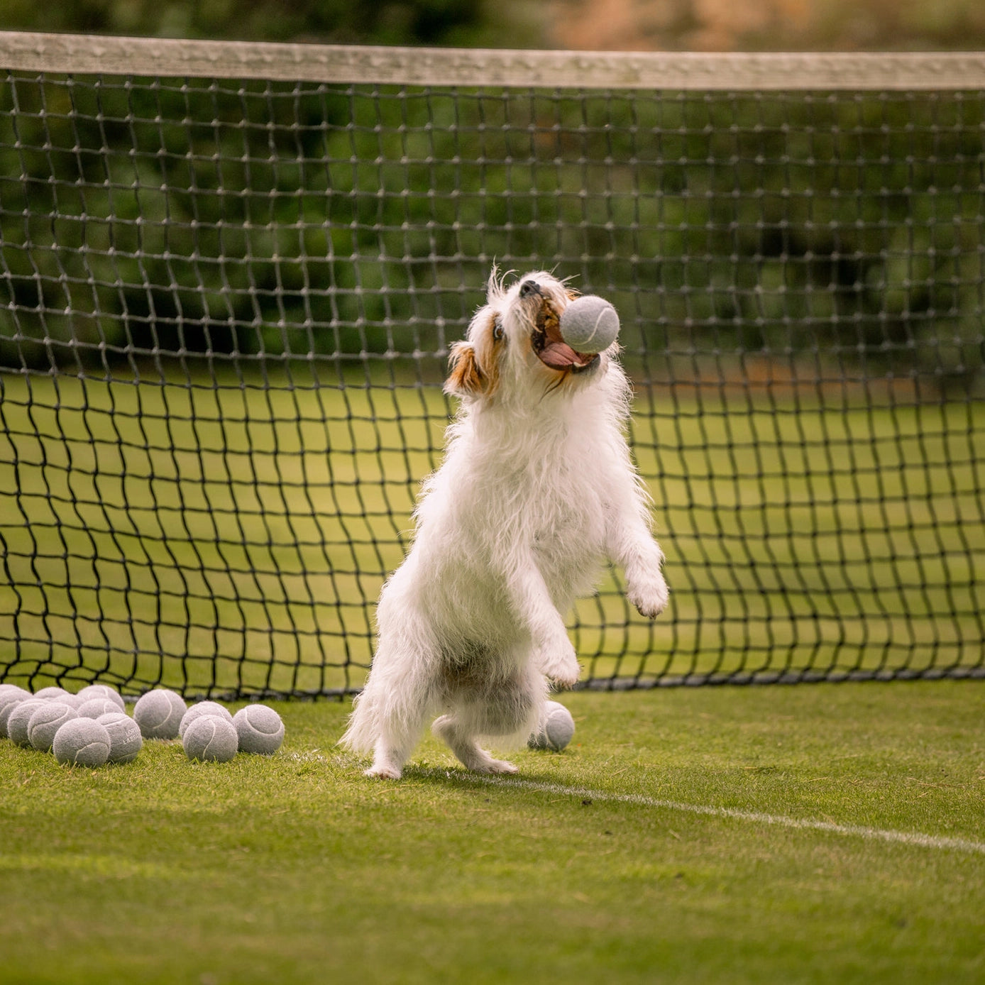 Lords and Labradors Super Bounce Tennis Balls 3 Pack
