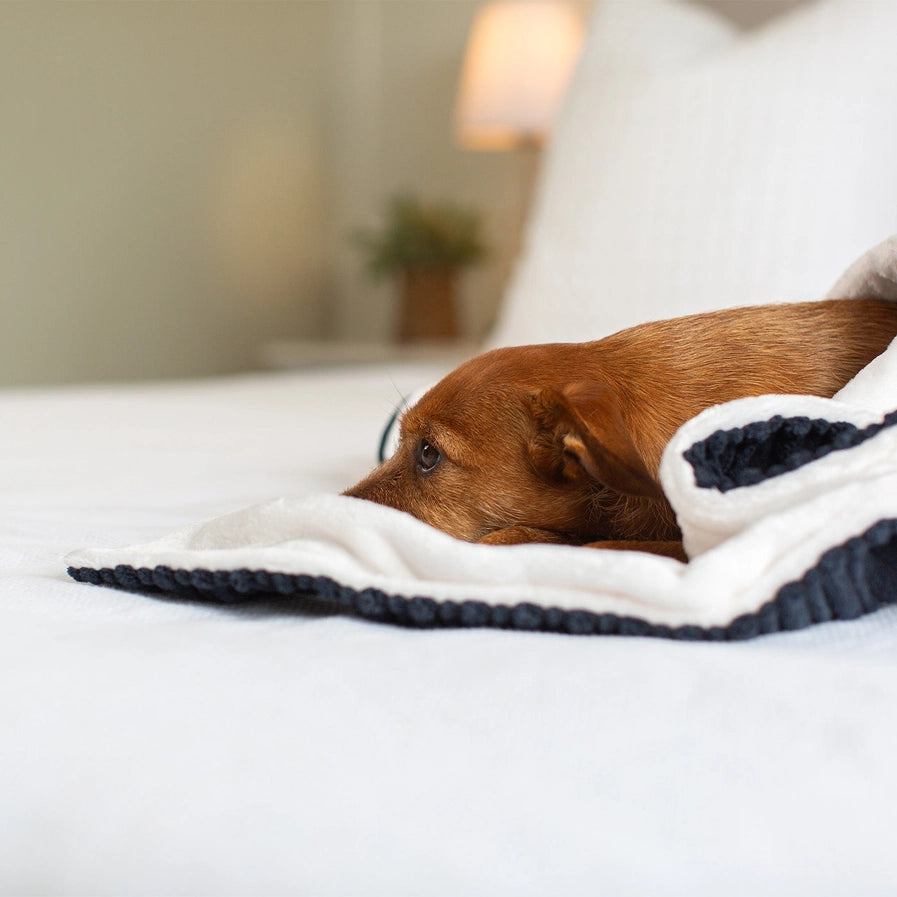 Lords and Labradors - Dog & Puppy Blanket in Navy Essentials Plush