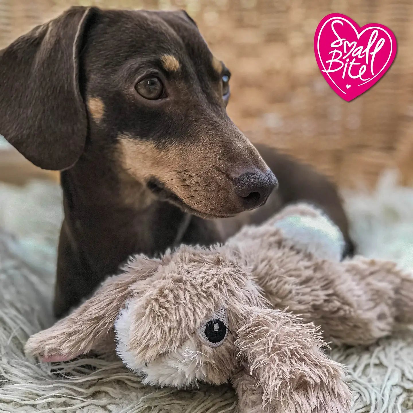 Ancol Small Plush Rabbit